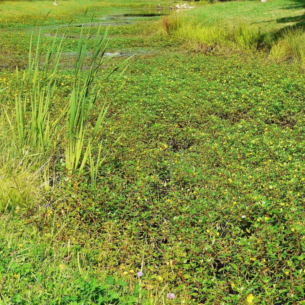 jussie rampante 2 Bienvenue à Urt
